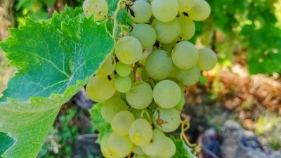 What grows in Seydikemer?